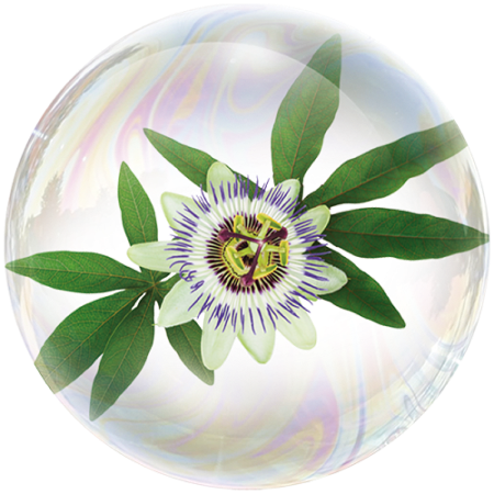 Passionflower (Passiflora incarnata)**