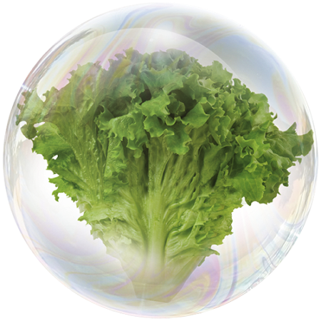 Lettuce (Lactuca sativa)**