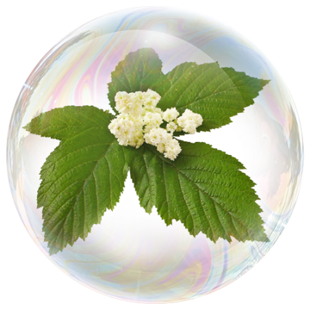 Meadowsweet (Filipendula ulmaria)**