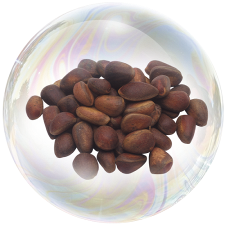 Pine nuts